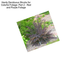 Hardy Deciduous Shrubs for Colorful Foliage: Part 2 - Red and Purple Foliage