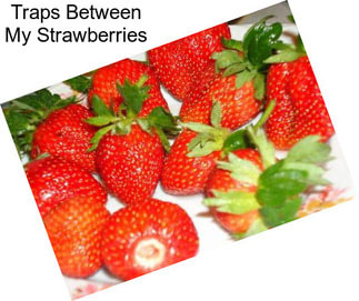 Traps Between My Strawberries