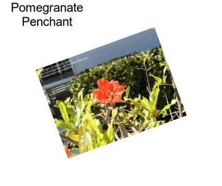 Pomegranate Penchant