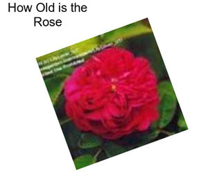 How Old is the Rose