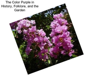 The Color Purple in History, Folklore, and the Garden