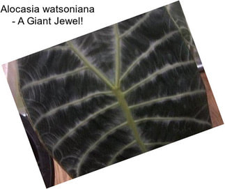 Alocasia watsoniana - A Giant Jewel!