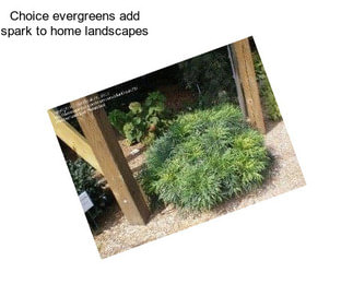 Choice evergreens add spark to home landscapes