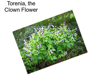 Torenia, the Clown Flower