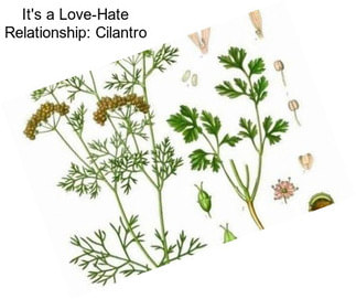 It\'s a Love-Hate Relationship: Cilantro