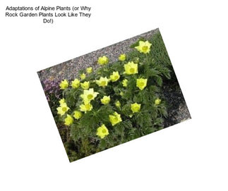 Adaptations of Alpine Plants (or Why Rock Garden Plants Look Like They Do!)