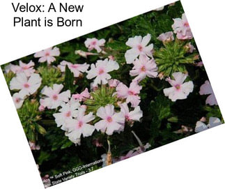 Velox: A New Plant is Born