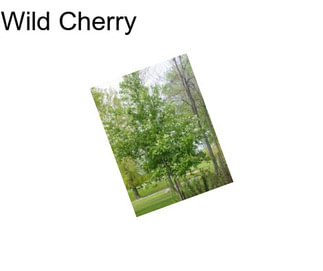 Wild Cherry