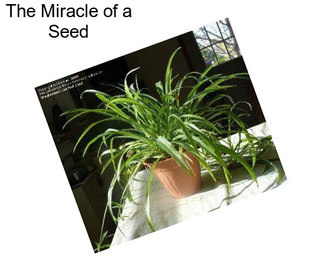 The Miracle of a Seed