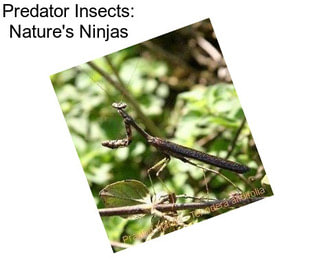 Predator Insects: Nature\'s Ninjas