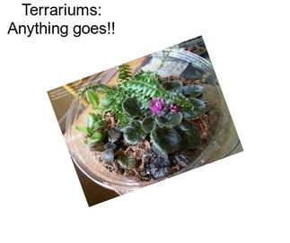 Terrariums: Anything goes!!