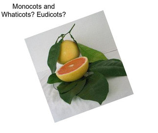 Monocots and Whaticots? Eudicots?