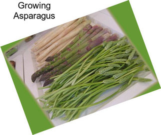 Growing Asparagus