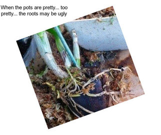 When the pots are pretty... too pretty... the roots may be ugly