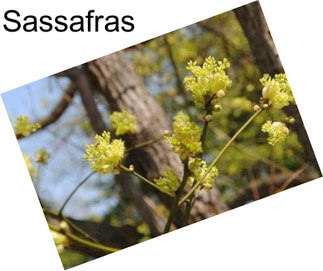 Sassafras