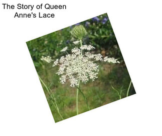 The Story of Queen Anne\'s Lace