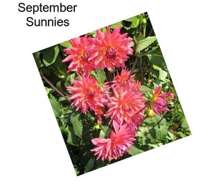 September Sunnies