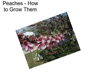 Peaches - How to Grow Them