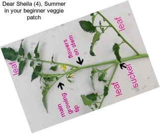 Dear Sheila (4), Summer in your beginner veggie patch