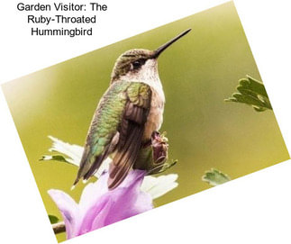 Garden Visitor: The Ruby-Throated Hummingbird