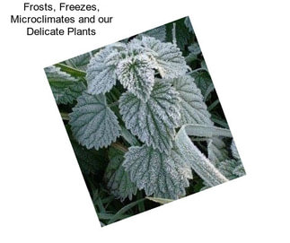 Frosts, Freezes, Microclimates and our Delicate Plants