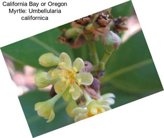 California Bay or Oregon Myrtle: Umbellularia californica