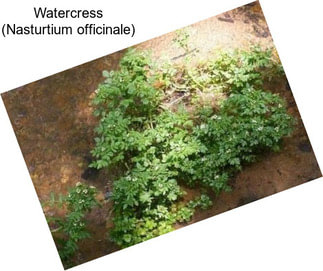 Watercress (Nasturtium officinale)