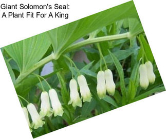 Giant Solomon\'s Seal: A Plant Fit For A King