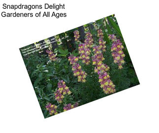 Snapdragons Delight Gardeners of All Ages