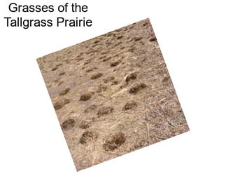 Grasses of the Tallgrass Prairie