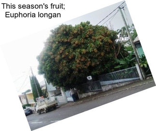 This season\'s fruit; Euphoria longan