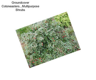 Groundcover Cotoneasters...Multipurpose Shrubs
