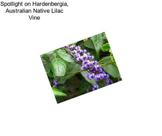 Spotlight on Hardenbergia, Australian Native Lilac Vine