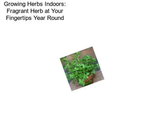 Growing Herbs Indoors: Fragrant Herb at Your Fingertips Year Round