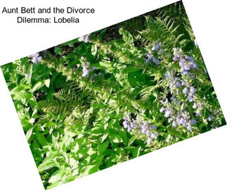 Aunt Bett and the Divorce Dilemma: Lobelia