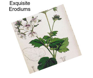 Exquisite Erodiums