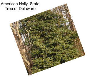 American Holly, State Tree of Delaware