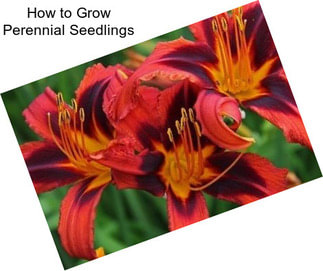 How to Grow Perennial Seedlings