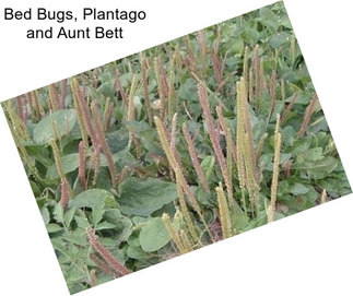 Bed Bugs, Plantago and Aunt Bett