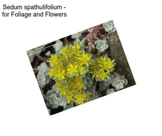 Sedum spathulifolium - for Foliage and Flowers