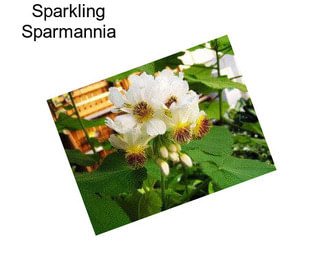 Sparkling Sparmannia