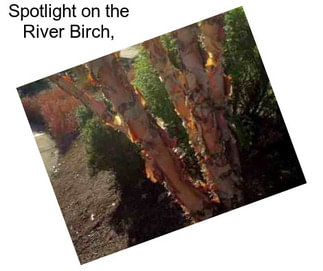Spotlight on the River Birch,
