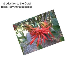 Introduction to the Coral Trees (Erythrina species)