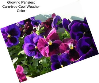 Growing Pansies: Care-free Cool Weather Color