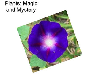 Plants: Magic and Mystery