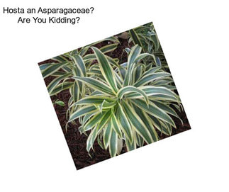Hosta an Asparagaceae? Are You Kidding?