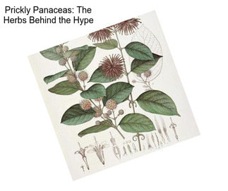 Prickly Panaceas: The Herbs Behind the Hype