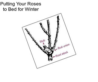 Putting Your Roses to Bed for Winter