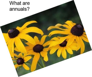 What are annuals?