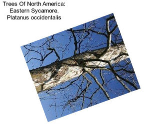 Trees Of North America: Eastern Sycamore, Platanus occidentalis
